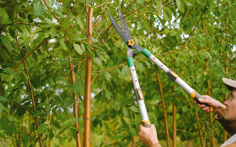 Tree trimming in Reelsville, IN